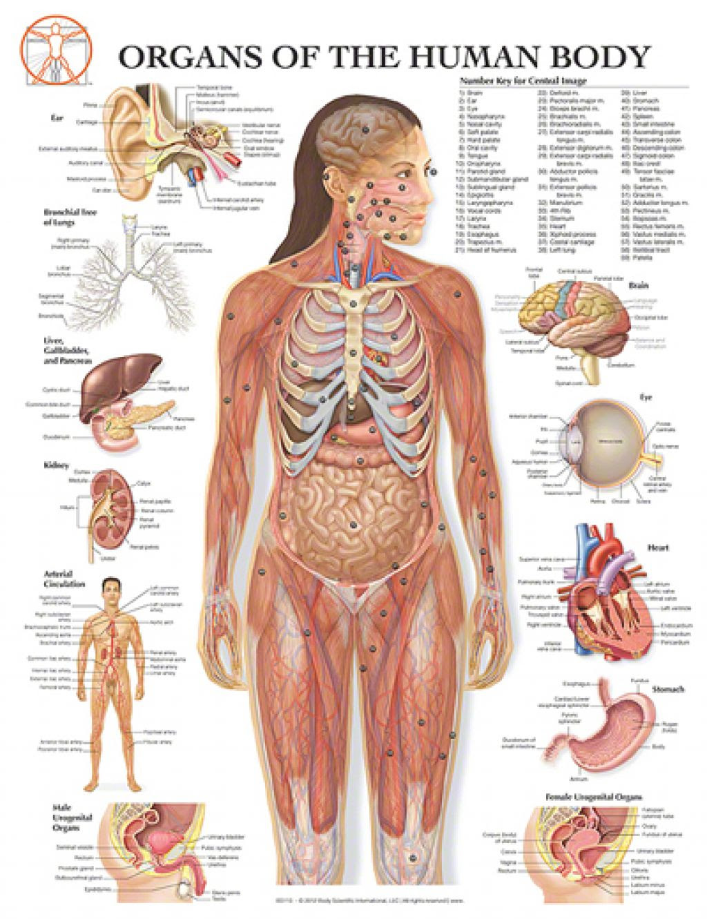 My mission is to provide a comprehensive resource mapping out the anatomy of the human body into easy to understand and concise video tutorials. Free Human Body Organs Download Free Human Body Organs Png Images Free Cliparts On Clipart Library