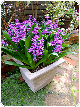 ベスト50 球根 花 植え っ ぱなし すべての美しい花の画像