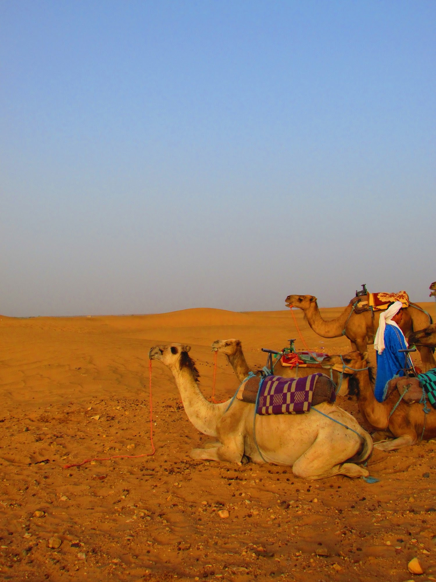 Your walls are a reflection of your personality, so let them speak with your favorite quotes, art, or designs printed on our custom posters! Adventure Tales Camel Trekking In The Sahara Desert The Anthrotorian
