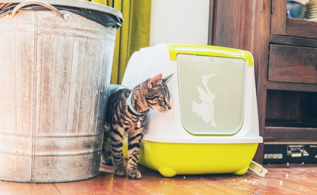 Global Pet Foods Cat Litter Box - Anna Blog
