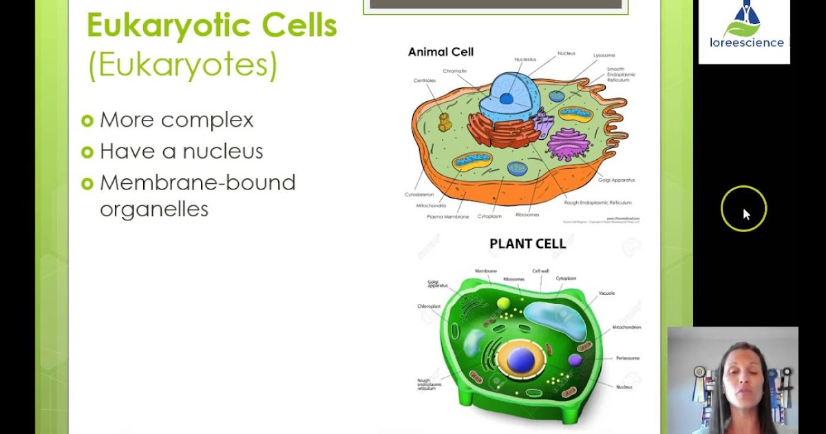 Cell Division Gizmo Answer Key : Gizmo Of The Week Cell Division Explorelearning News : .102 ...