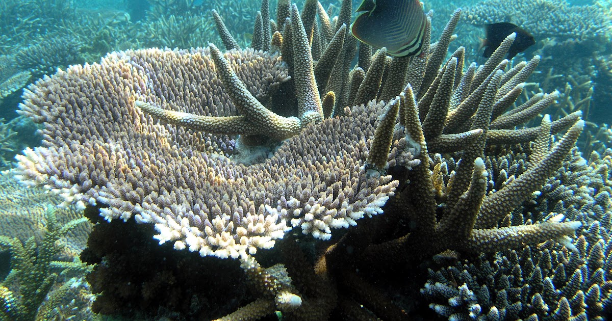 Contoh Ekosistem Air Laut - Cara Ku Mu