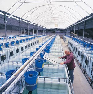 Rafa Ponics: Aquaponic farming techniques Info
