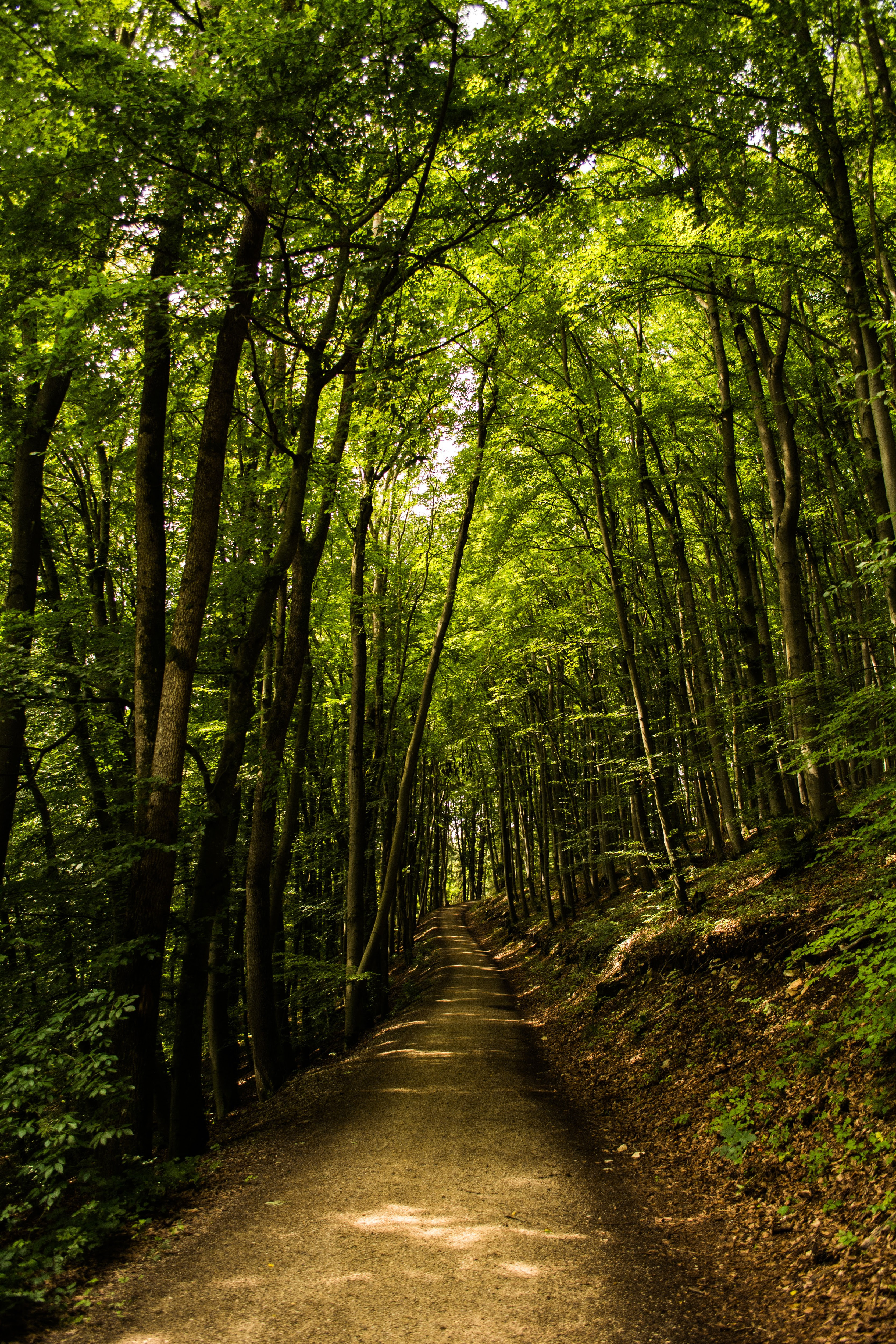 Fantastis 23+ Gambar Wallpaper Hutan Hd - Richa Wallpaper