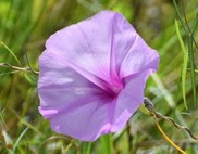 Salt marsh morning glory