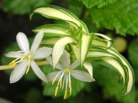 すべての美しい花の画像 トップ100オリヅルラン 花 時期