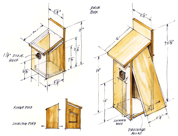 P.balok: Here Ducks unlimited wood duck box plans