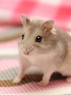 ラブリーハムスター 壁紙 最高の壁紙hd