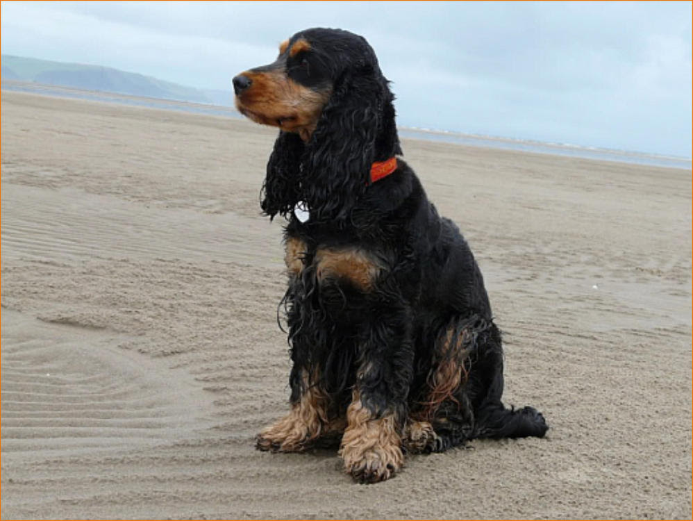 Brown and chocolate are the same things tricolor is the same as a blk/white/tan is the same a black tri. Cockers Online