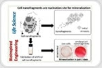 Cell membrane nanofragments can act as nucleation sites for mineralization during bone formation