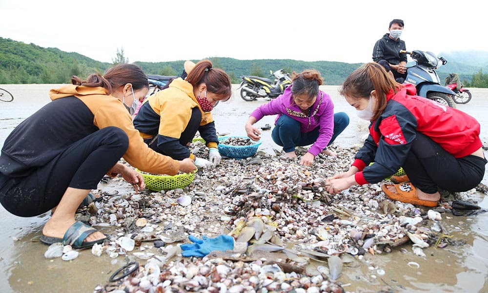 'Lộc trời' dồn về cả đống đầy bãi biển, sau cơn lũ dân vớt bộn tiền