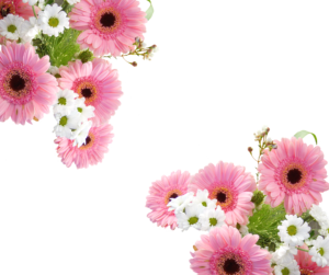 すべての美しい花の画像 驚くばかりガーベラ 枯れ たら どうする
