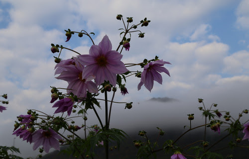 すべての花の画像 ぜいたく桂 花言葉