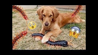 犬 おもしろ コレクション イメージ ベスト