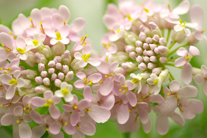 ユニーク3 月 12 日 誕生 花 すべての美しい花の画像