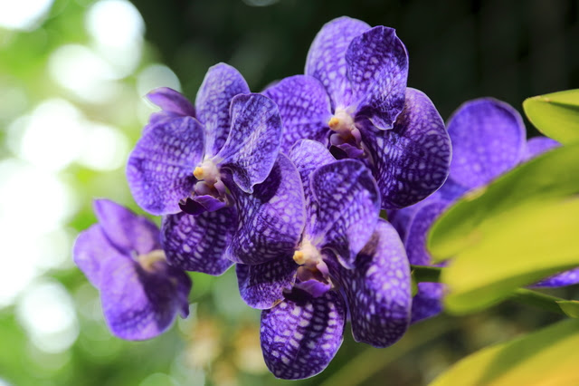 すべての花の画像 最高のバンダ 花が終わったら