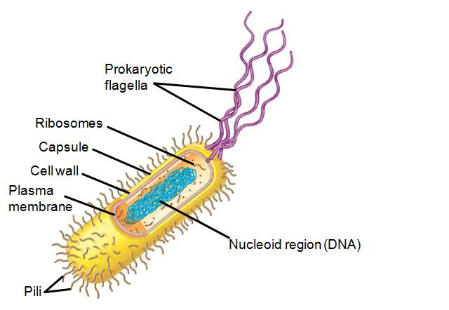 Feb 25, 2017 · difference between prokaryotic and eukaryotic cells definition. Torresbioclan Prokaryotes And Eukaryotes