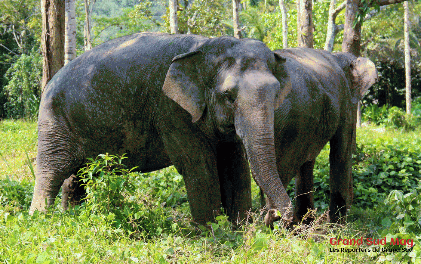 Les journées s'enchaînent rapidement du côté de chiang mai. Thailande Phuket Elephant Sanctuary Grand Sud Mag