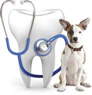 Brandon veterinary clinic is your local veterinarian in brandon serving all of your needs. Dentals About Pets Inc