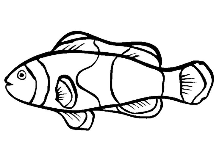 Cara Mewarnai Gambar Ikan Nemo - Pewarna b