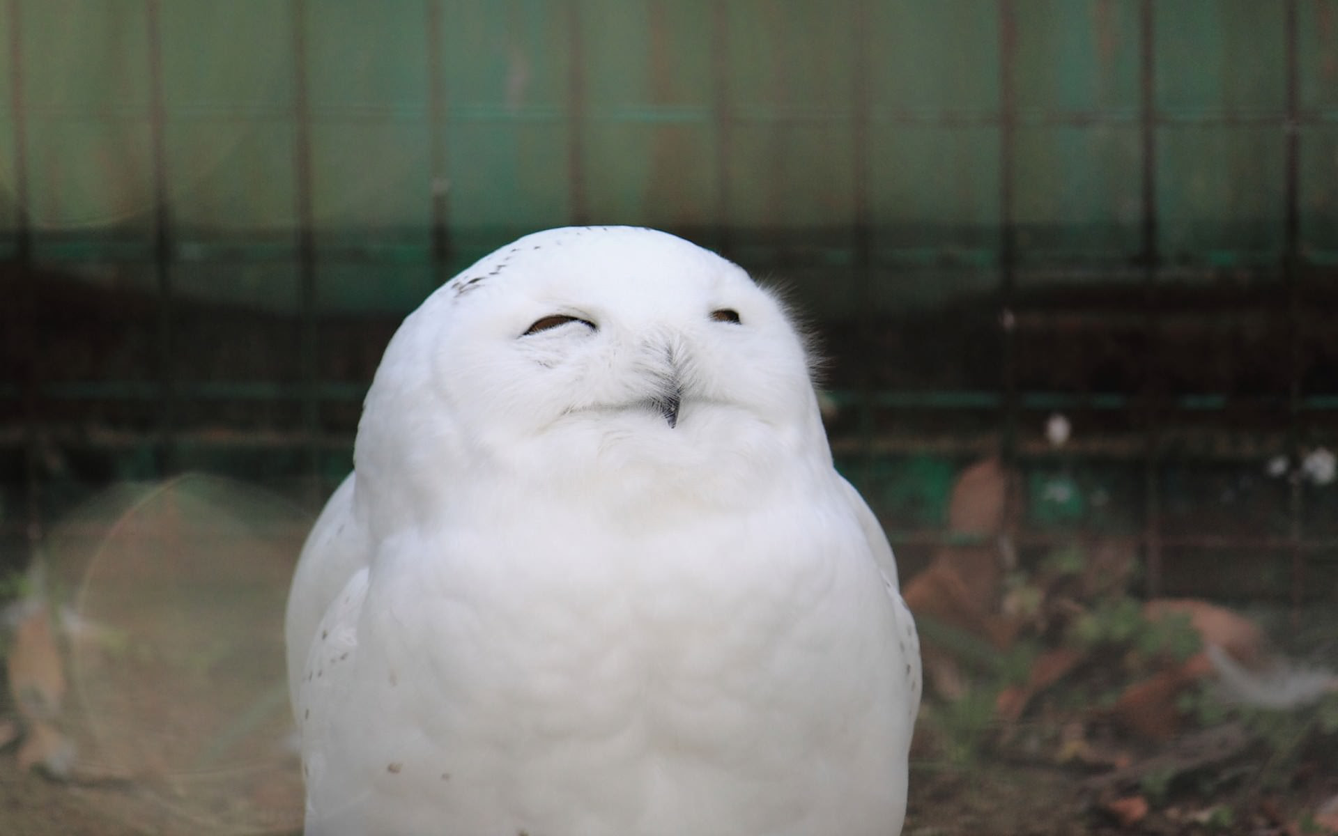 すべての花の画像 新鮮な白い フクロウ かわいい