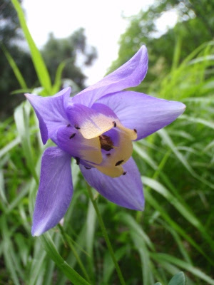 ぜいたくかっこいい 花 の 名前 漢字 すべての美しい花の画像