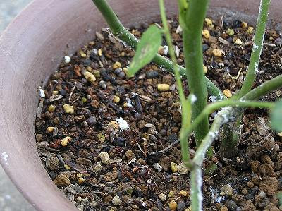 すべての美しい花の画像 上観葉植物 土 白い卵