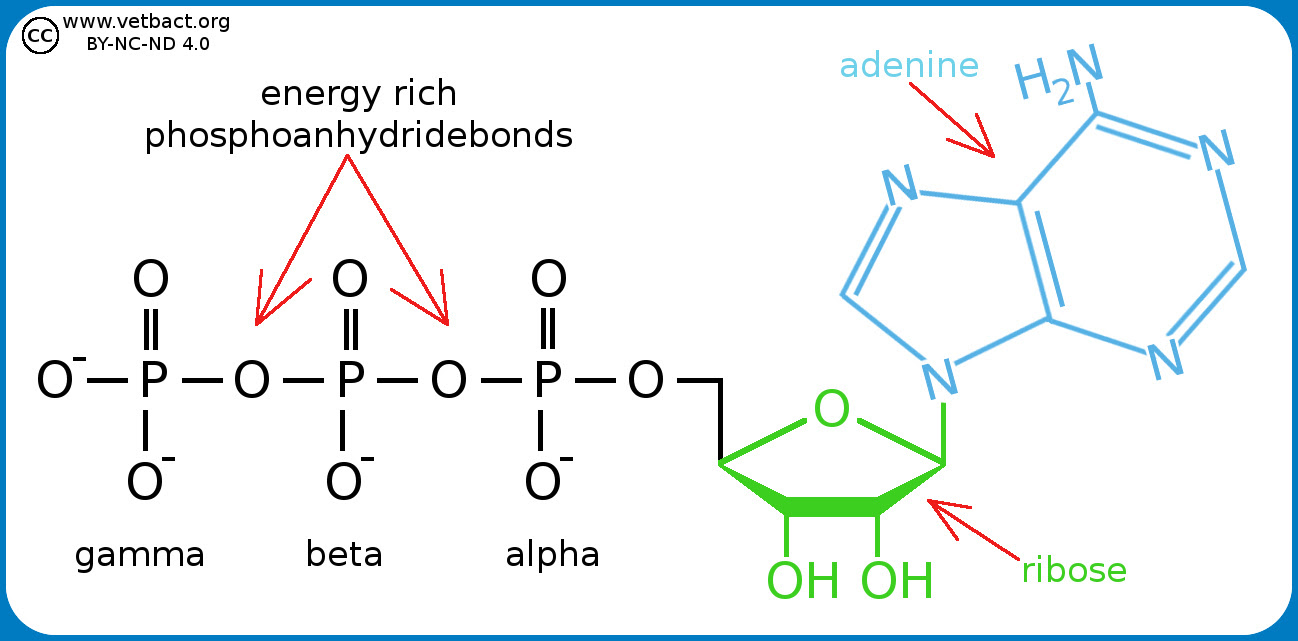 Все таблицы и статистика : Adenosine Triphosphate Atp