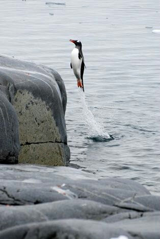 It's going to head towards a return path; Penguin Jumping Out Of The Water Photoshopbattles