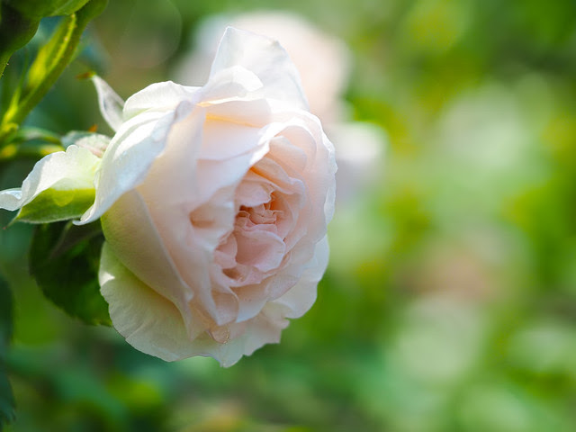 美しい花の画像 心に強く訴える花 言葉 謝罪