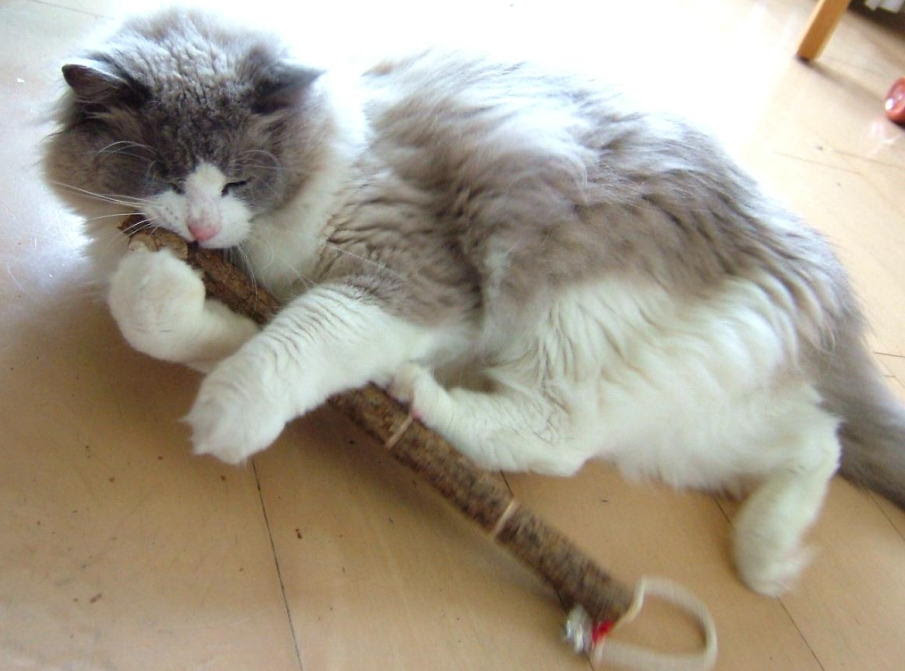 Japan Image 猫 夜泣き 子猫