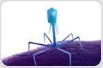 Phage Display: Applications in Research