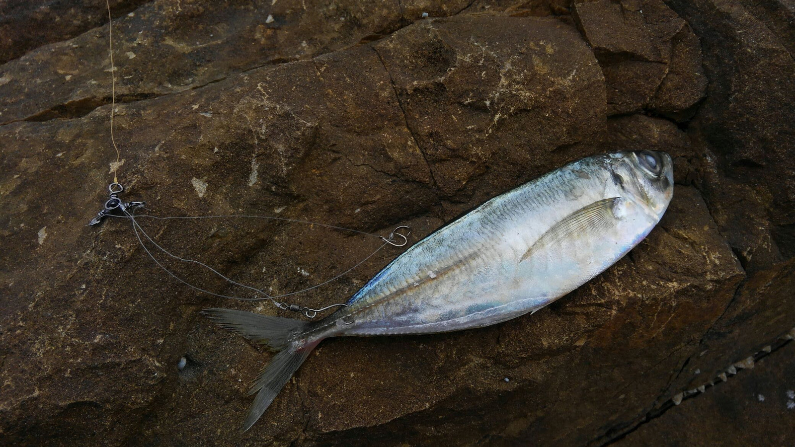 最高のヤエン釣り 死にアジ すべての魚の画像