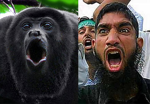 Image result for PICTURES AND SCREAMING ENRAGED WILD MONKEYS