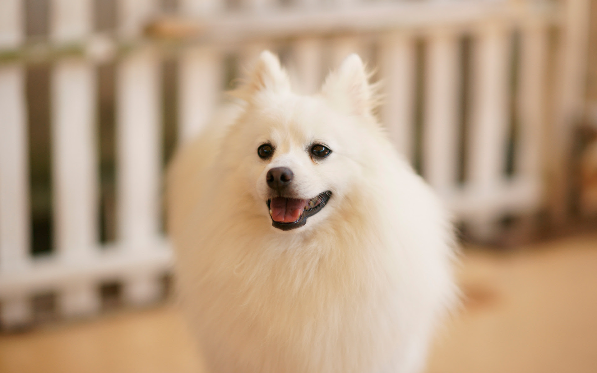 綺麗な犬 フリー 写真 イラスト画像