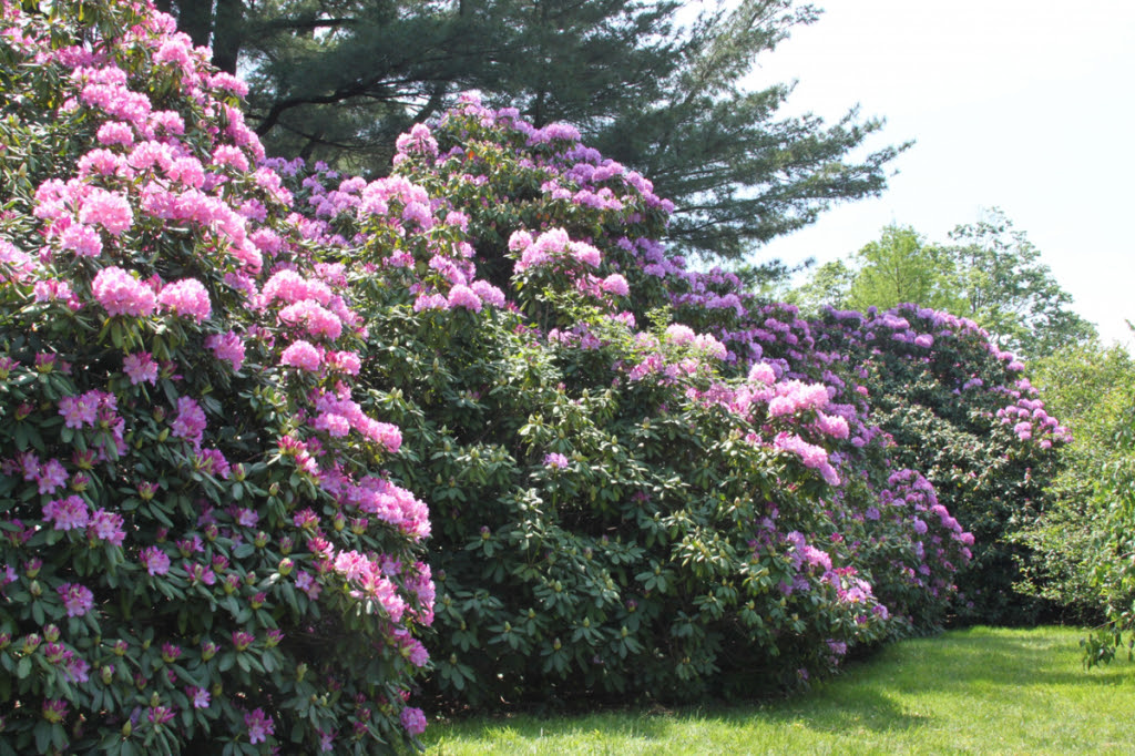 We did not find results for: Rhododendron Gammon S Garden Center Landscape Nursery