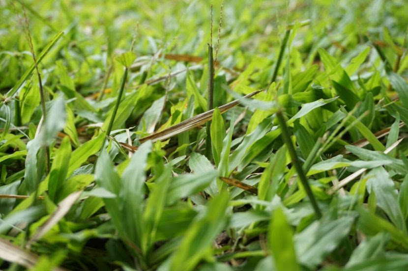 Banyak orang mengatakan jika khasiat rumput fatimah bagus untuk wanita. Macam Macam Rumput Liar Yang Ada Di Indonesia