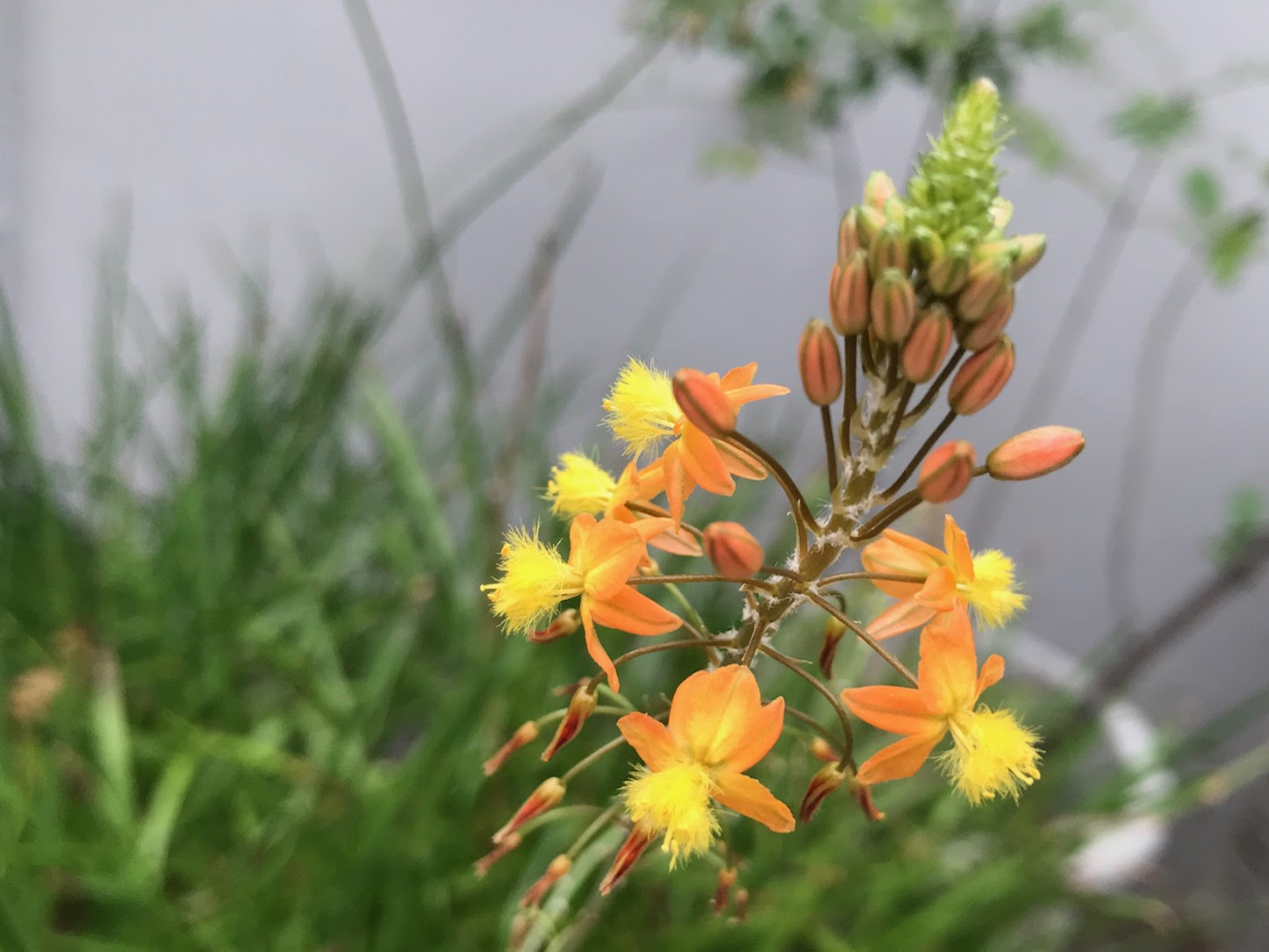 最も人気のある 花 アロエ アロエ 花 不吉 Taylorwooley