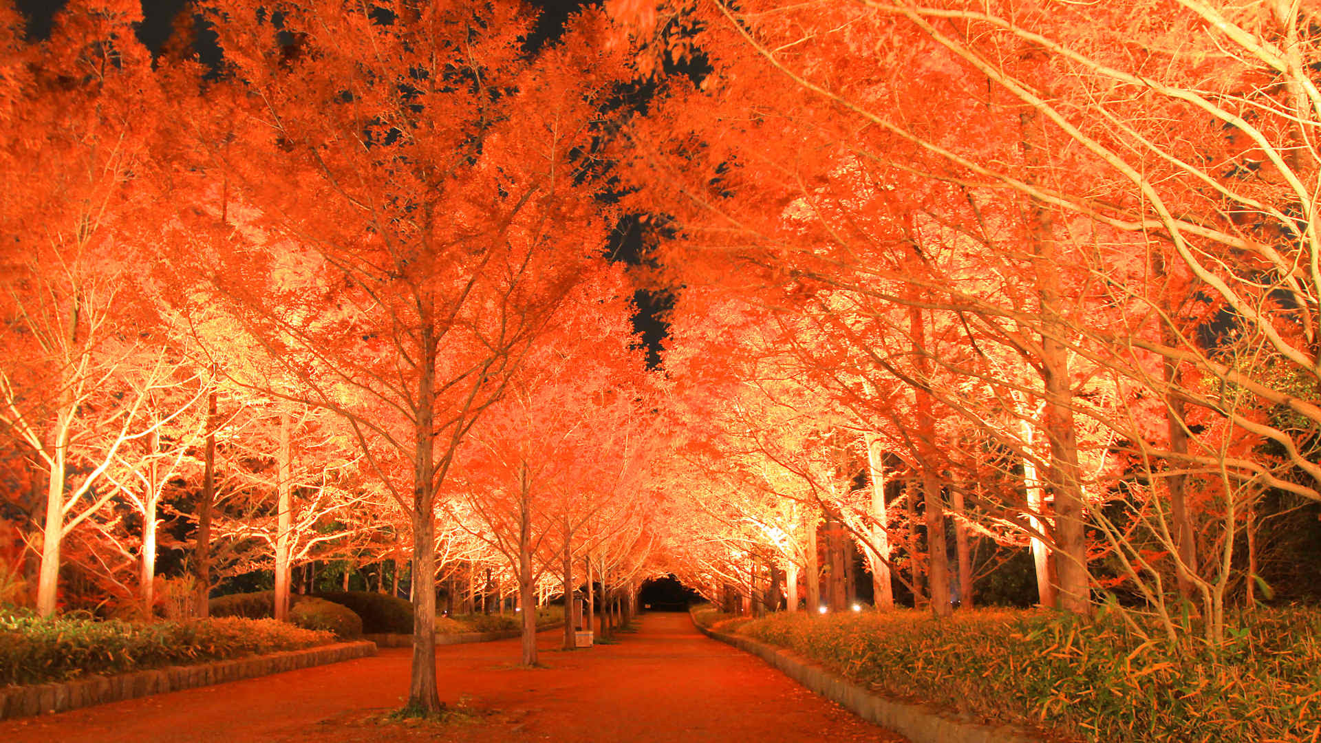 すべての花の画像 ぜいたく紅葉 壁紙