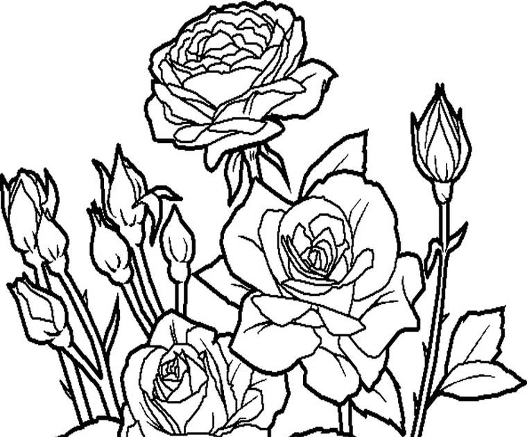 Sketsa Gambar  Bunga  Mawar Gambar  Sketsa Bunga  Mawar Yg 
