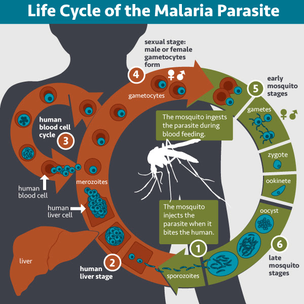 malaria