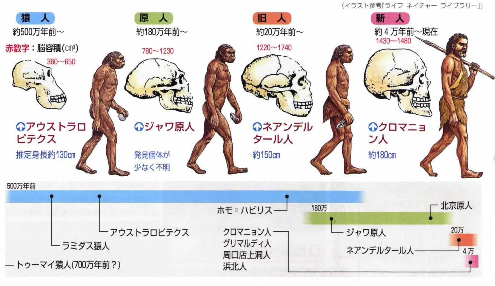 無料イラスト画像 新鮮な人間 の 進化 イラスト