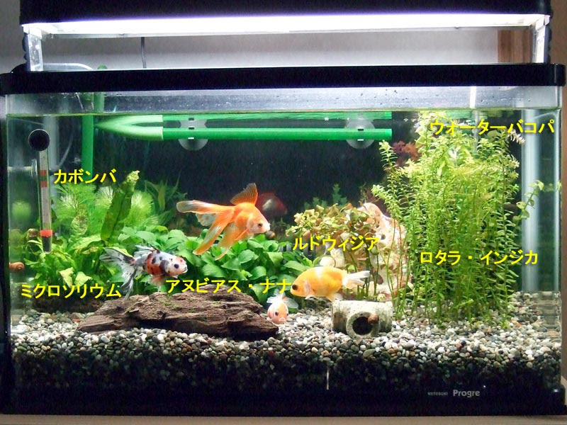 新鮮な金魚 水槽 レイアウト おしゃれ 最高の壁紙コレクション