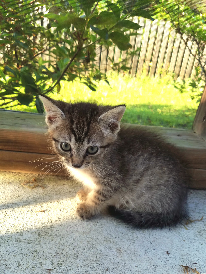 The oakland county animal shelter and pet adoption center has. All 4 Cats A Wilmington Nc Cat Rescue