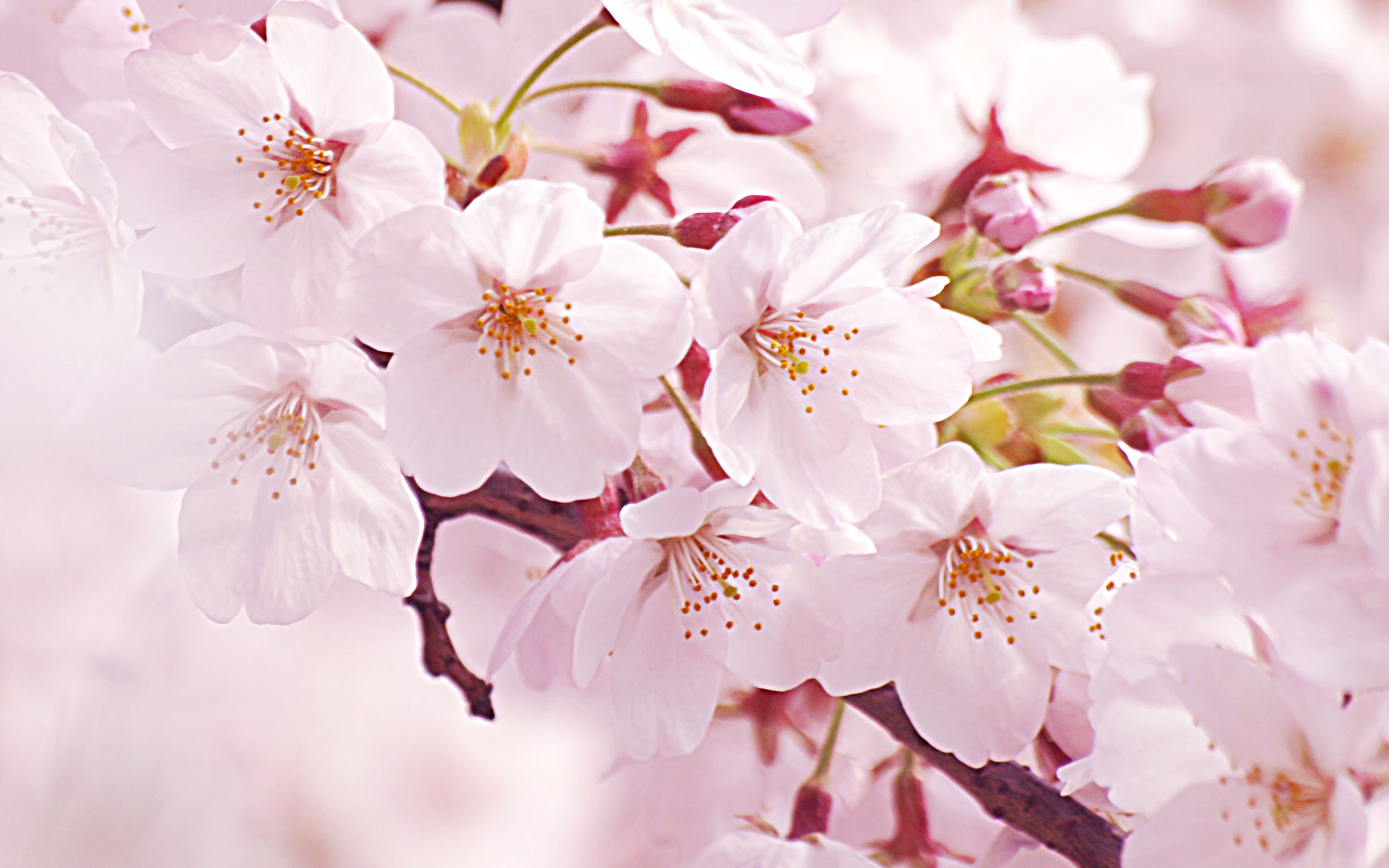 最新 壁紙 Pc 桜 Jpbestwallpaper