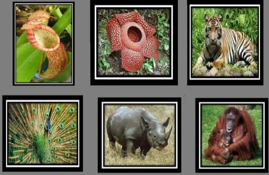 Makalah Flora  Dan  Fauna  Di  Indonesia  Beserta  Gambarnya 