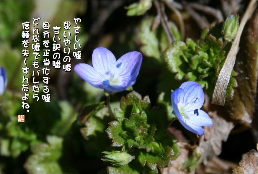 美しい花の画像 綺麗な花 言葉 嘘