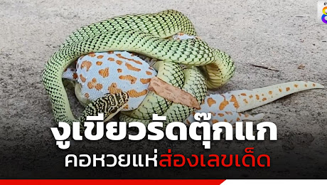 หาดูยาก! งูเขียวรัดตุ๊กแก เชื่อจะกินตับ ขณะที่คอหวยไม่พลาดส่องเลขเด็ด 