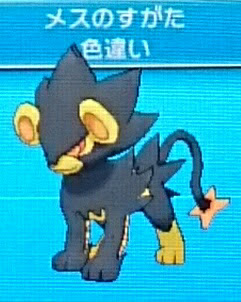ポケモン レントラー 色違い 100 で最高の画像