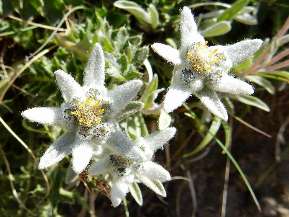 ベストエーデルワイス 花言葉 すべての美しい花の画像